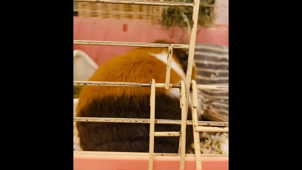 モルモット 癒し動画 おなかすいたよ Youtube