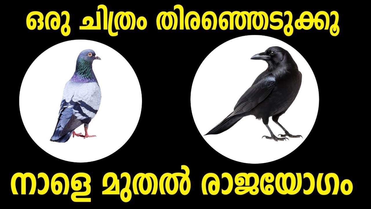 പക്ഷി പറയും നിങ്ങളുടെ ഭാവി... നാളെ മുതൽ ഈ കാര്യങ്ങൾ നിങ്ങളുടെ ജീവിതത്തിൽ സംഭവിക്കും...