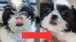 How to Teach a dog to hold STILL for face trim ✨