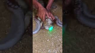 Glowing Octopus on Beach 😱 | Rare Bioluminescent Sea Creature Caught on Camera