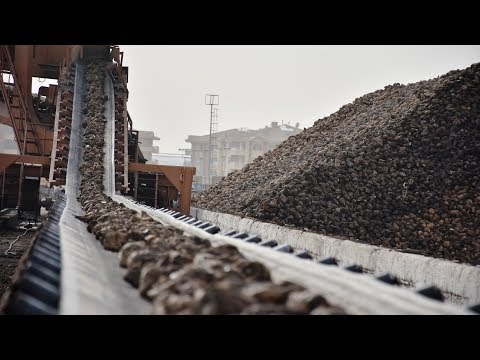 Video: Pancar şekeri nerede yetiştirilir?