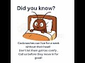Don’t Let Cockroaches Take Over Your Home | Professional Pest Control London | Prompt Pest Control