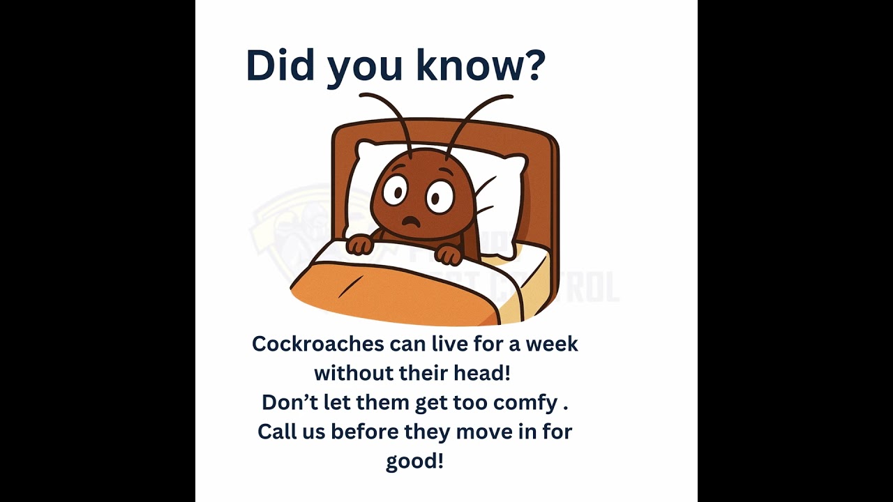 Don’t Let Cockroaches Take Over Your Home | Professional Pest Control London | Prompt Pest Control