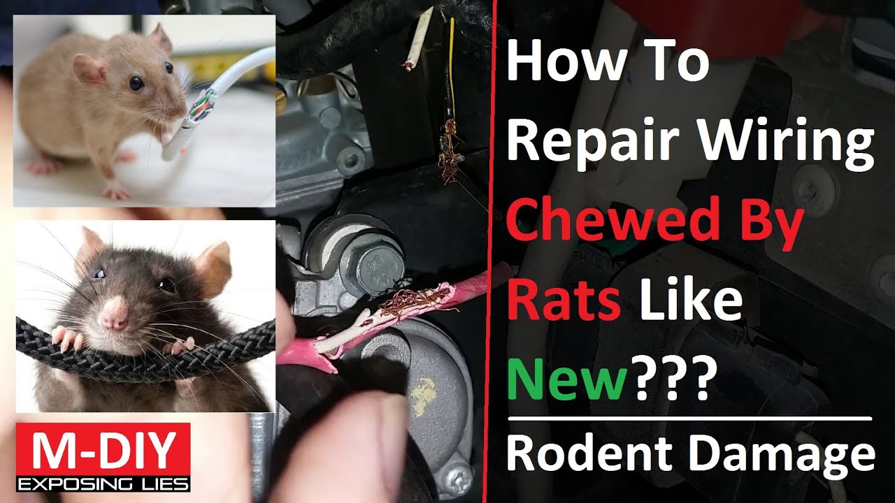 rodent eating car wiring