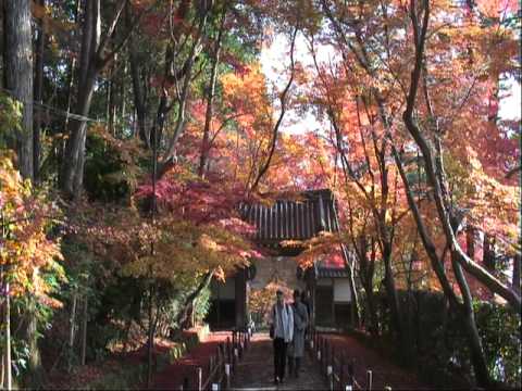 京都の紅葉 光明寺と実相院の紅葉 Kyoto Autumn Foliage Youtube