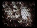 Mathematics of the Honeycomb (Part 1 of 2)