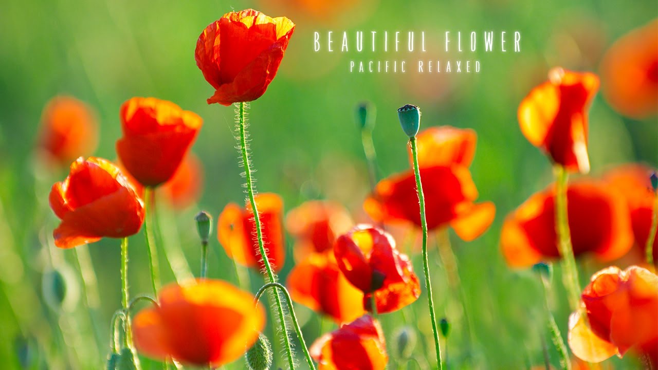 Yспокаивающая музыка для нервов 🌿 лечебная музыка для сердца и сосудов, релакс, музыка для души #32