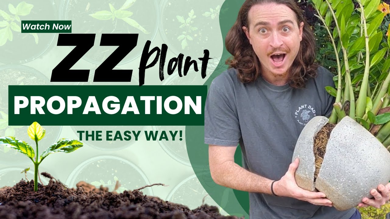 ZZ Plant Propagation – How to Divide Your ZZ Plant