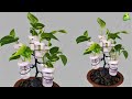 How To Grow Money Plant In Waste Cups//Money Plant Tree/money plant growing in water//ORGANIC GARDEN