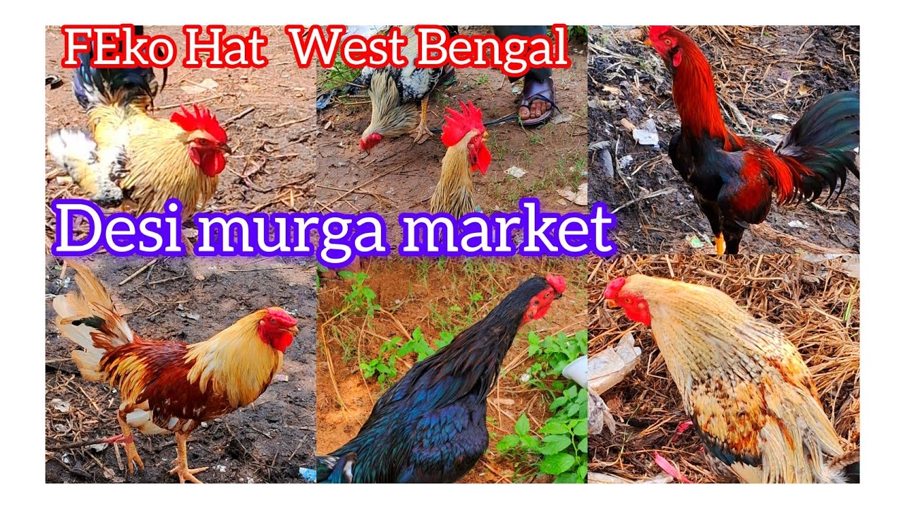 Feko Haat west Bengal  // Desi murga market // district  Jhargram  @ SM Hansda aseel vlogs 
