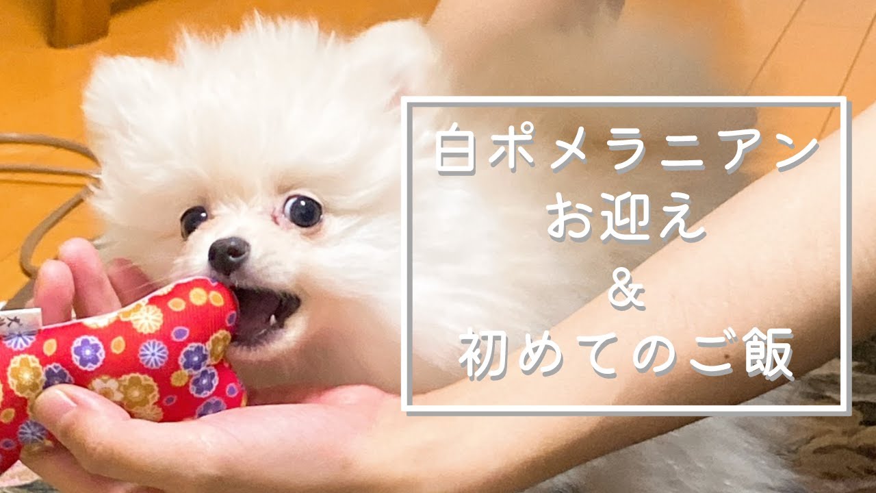 白ポメラニアン はじめましてのお迎えと 初めてのご飯 ハル Youtube