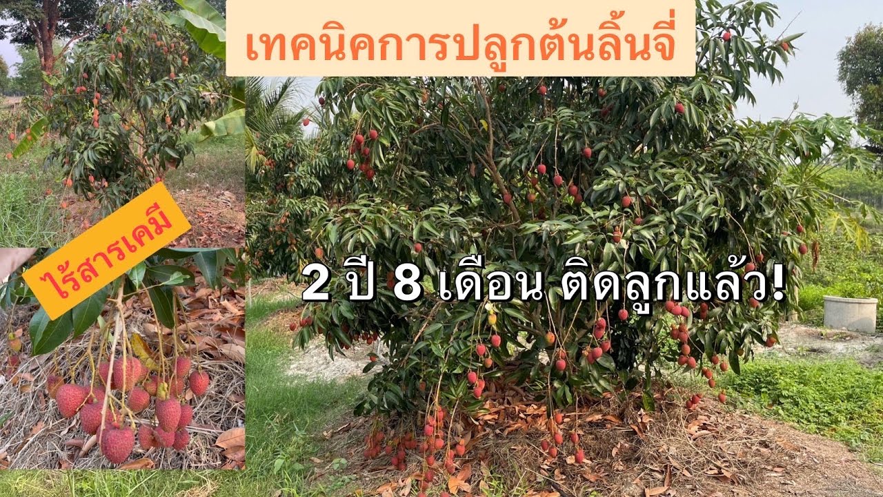 เทคนิคการปลูกและการดูแลลิ้นจี่ให้ติดลูก ภายใน 2 ปี 8 เดือน