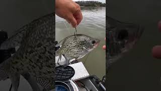 Best Way to Hook a Live Bait for Catfishing