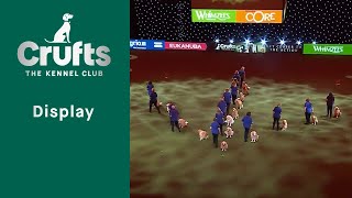 Southern Golden Retriever Display Team | Crufts 2023