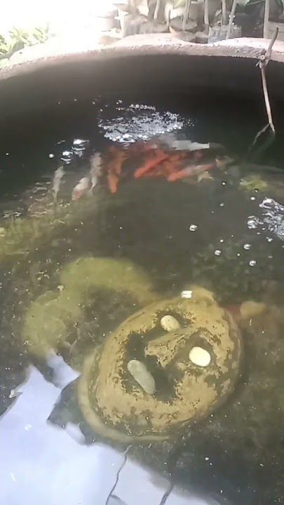 angin mamiri di palu