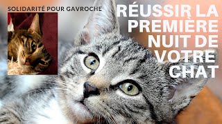 Comment se passe la première nuit de votre chat  & solidarité pour Gavroche