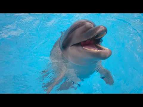 დელფინარიუმი გილოცავთ ბათუმობას!