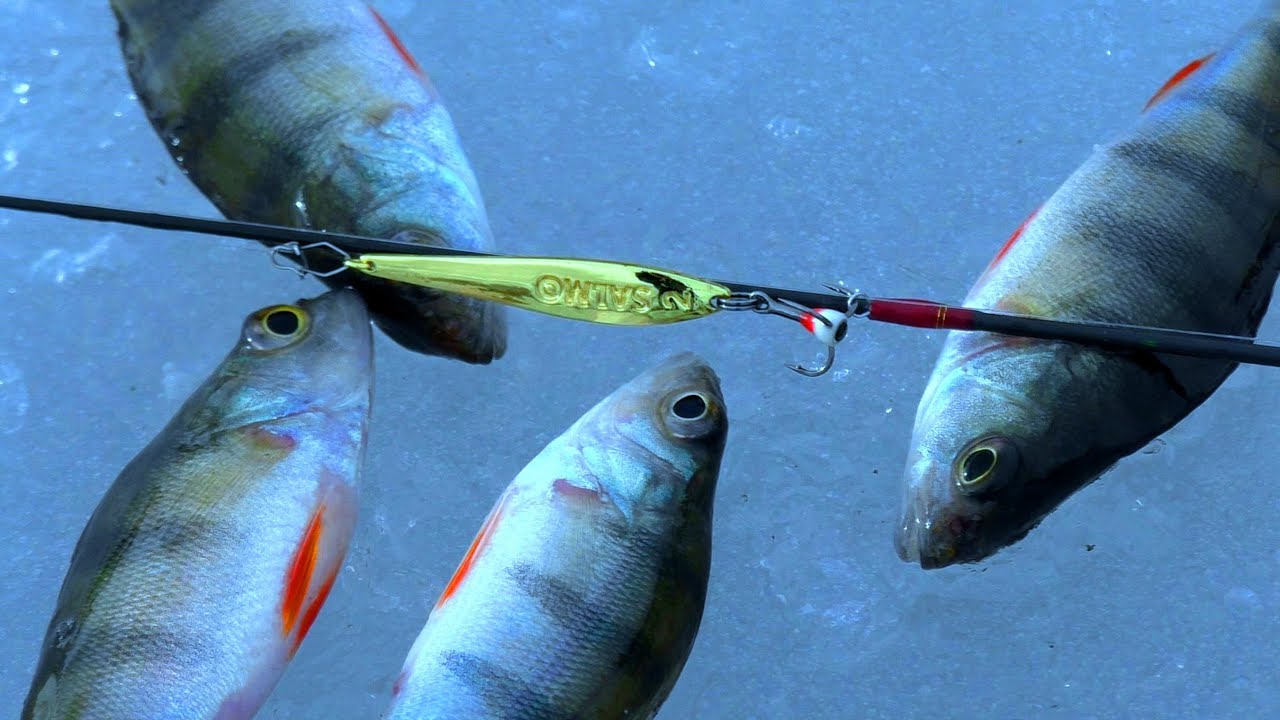 Radau užtvanka kurioje kimba ant spiningėlio! Žvejyba ant blizgutės žiema.