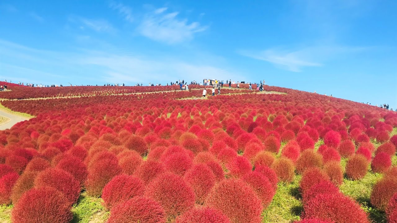 Kochia】Hitachi seaside park.【コキア】ひたち海浜公園 Ibaraki