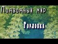 Подводный мир. Горловка.