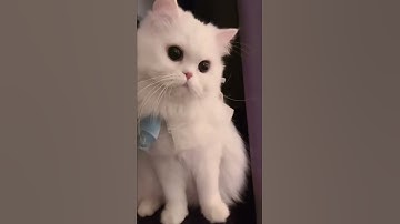 Những khoảnh khắc đáng yêu của thú cưng (P86) #shorts