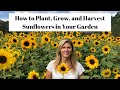 How to Plant, Grow  and Harvest Sunflowers in Your Garden