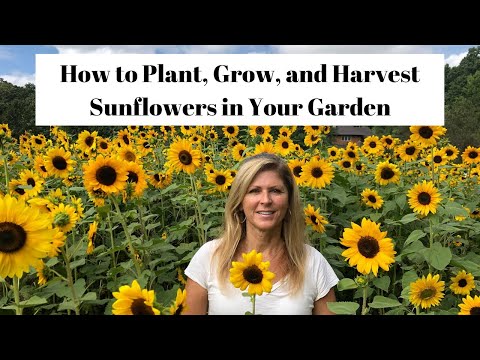 Video: Swamp Sunflower Info - Tips for Planting Sump Sunflowers In The Garden