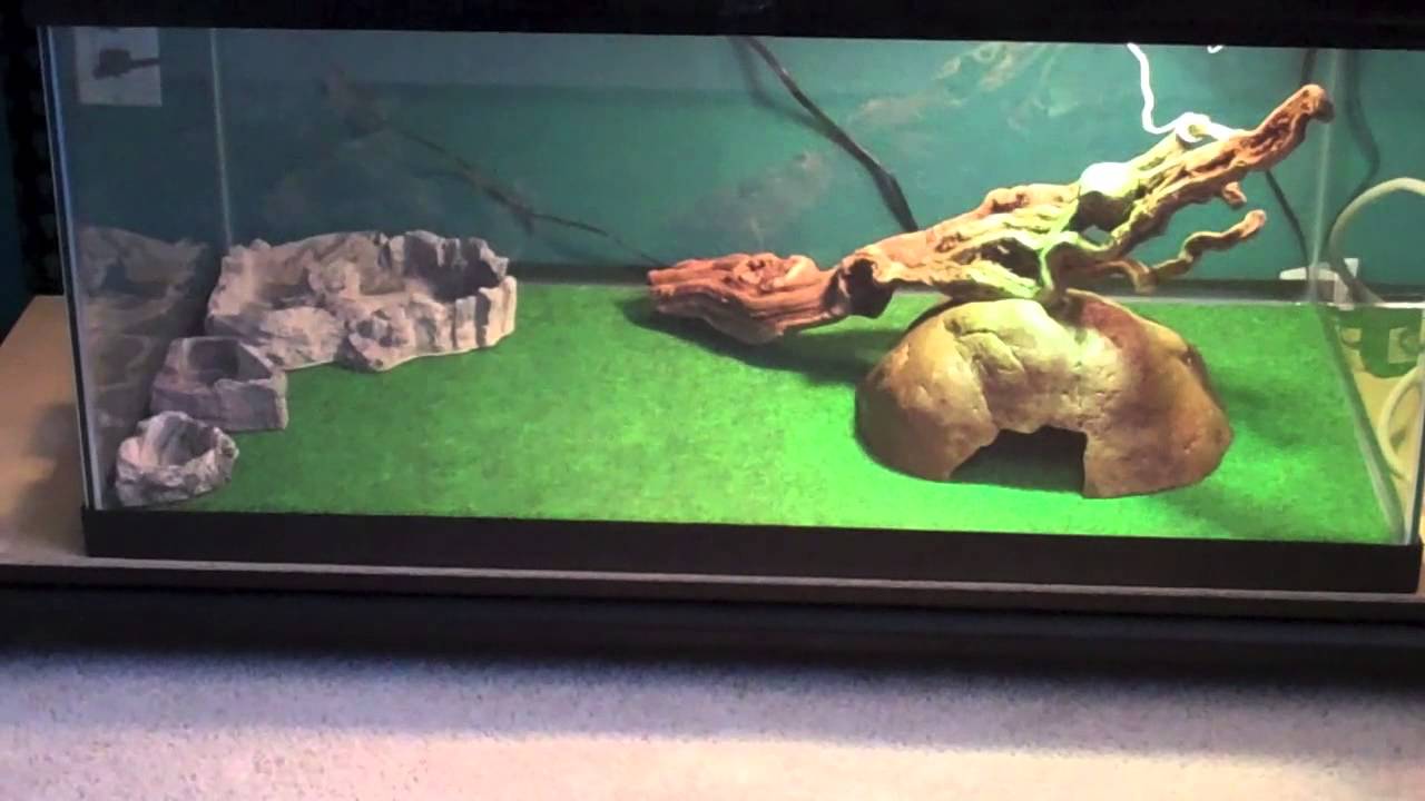 How To Setup A Bearded Dragon Tank YouTube