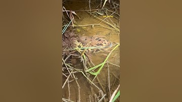 Cá Lớn - cá Lóc Bông Khủng và đàn con 😱 #khacthuyvlogg