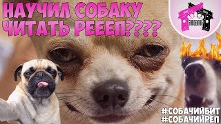 Макс Хоррор - СобачийРеп | НАУЧИЛ СОБАКУ ДЕЛАТЬ БИТЫ И ЧИТАТЬ РЕП??