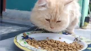 Every Pet Person Must Watch This Video how to Remove Botfiles From Kitten