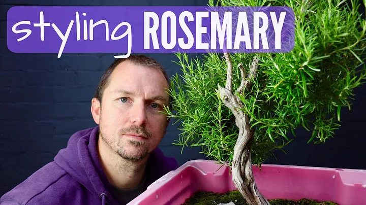 Rosemary Bonsai Material: Pruning & First Styling ...