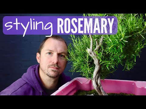 Rosemary Bonsai Material: Pruning & First Styling a Collected Rosemary (Part 1)