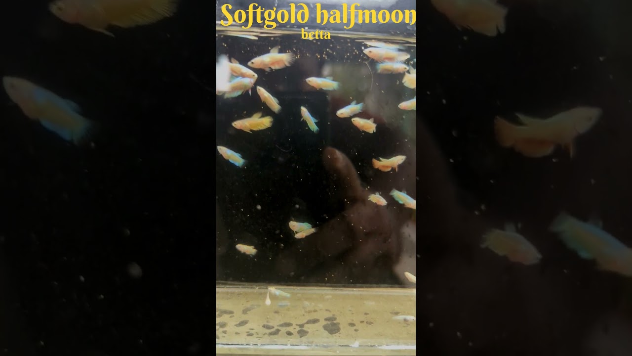 Softgold Halfmoon Betta Baby