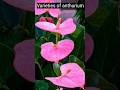 ANTHURIUM : best indoor flowering plants | varieties of anthurium plants #Anthurium #shorts #viral