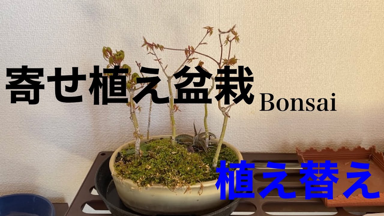 モミジの寄せ植え盆栽を植え替えする Japanese Maple Bonsai Youtube