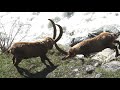 Combat de bouquetins en Vanoise (Alpes, France)