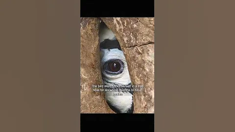 The Bird Couple That Stays Loyal for Life #animals #birds #wildliferescue #shorts #bird