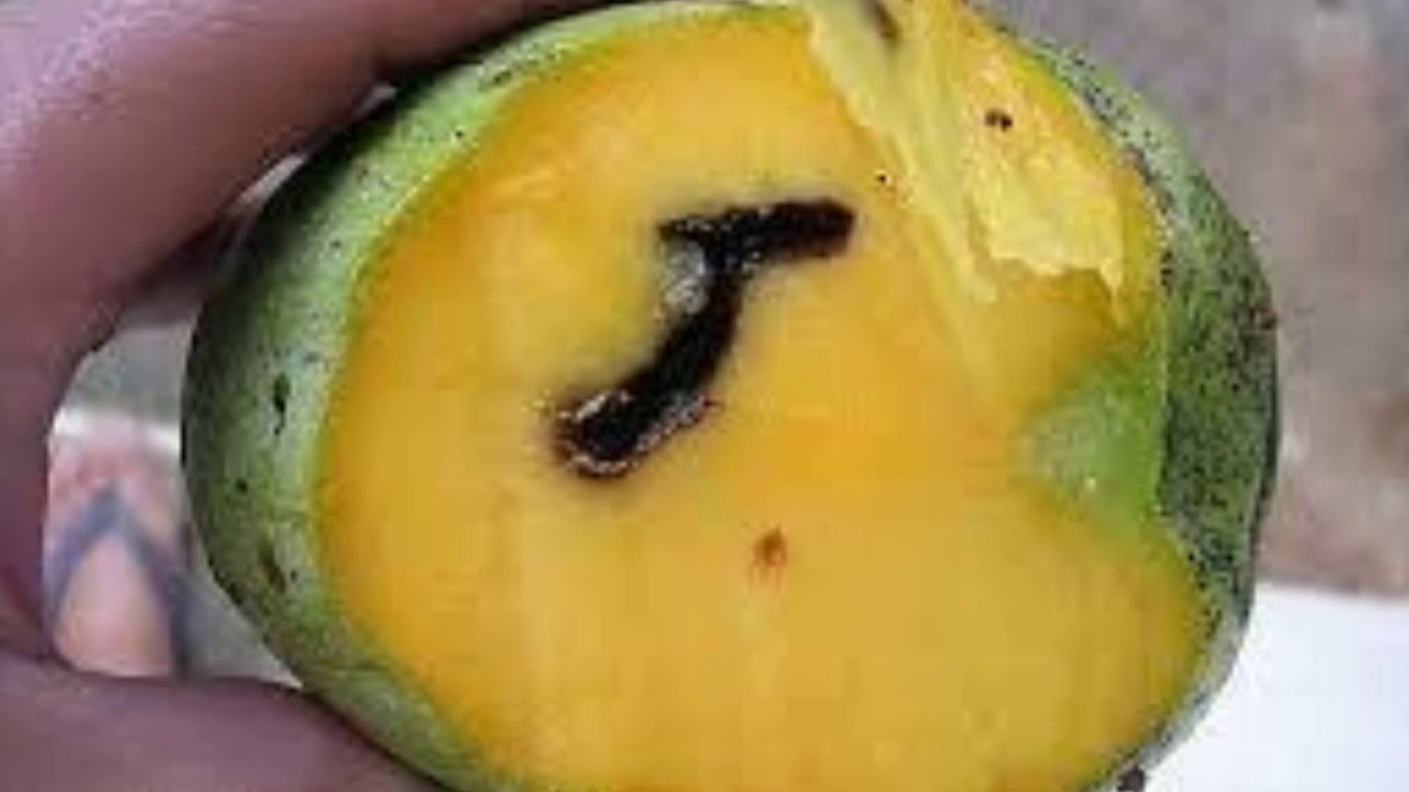 Mango Seed Weevil mango Stone Weevil By Shanmukh Tirumala YouTube Mango Seed Weevil mango Stone Weevil By Shanmukh Tirumala YouTube