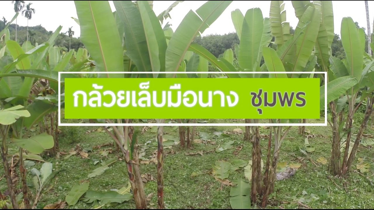 กล้วยเล็บมือนางชุมพร L เกษตรกลางแปลง Ep.6 I 12 พฤศจิกายน 2559 - Youtube