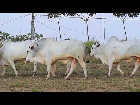 2º Leilão Pecuária do Futuro - Lote 16