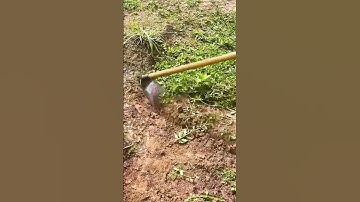 the process of hoeing and clearing weeds with a hoe #shorts
