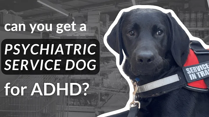 Can You Get a Service Dog for ADHD? (for the US) - DayDayNews