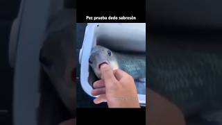 Pez Prueba Dedo Sabroson