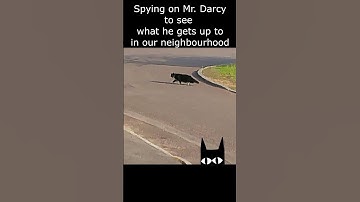Spying 🔍👀on our cat 🐈‍⬛  - Mr. Darcy, handsome tuxedo cat #Shorts