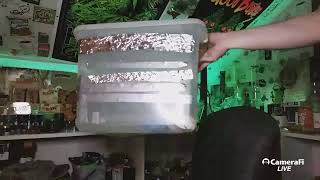 HOW TO MAKE ROSIN AT HOME! THE BUD CAST #120 LIVE