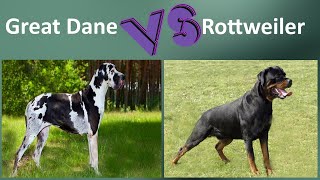 Great Dane VS Rottweiler - Breed Comparison - Rottweiler and Great Dane Differences by BreedBattle 3,486 views 2 years ago 5 minutes, 49 seconds