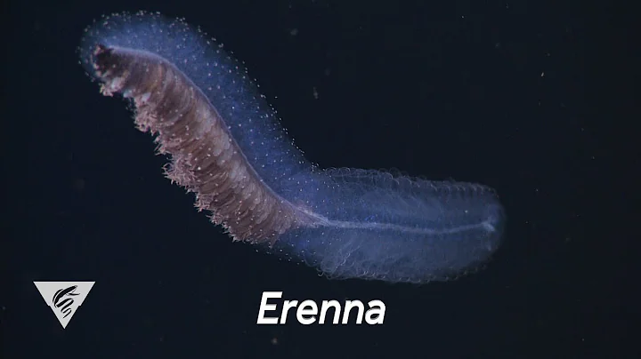 Weird and Wonderful: The fish-eating siphonophore Erenna