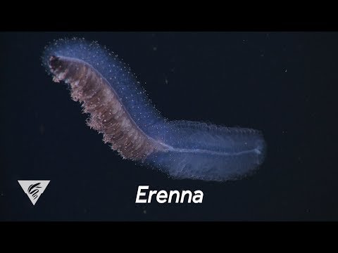 Weird and Wonderful: The fish-eating siphonophore Erenna