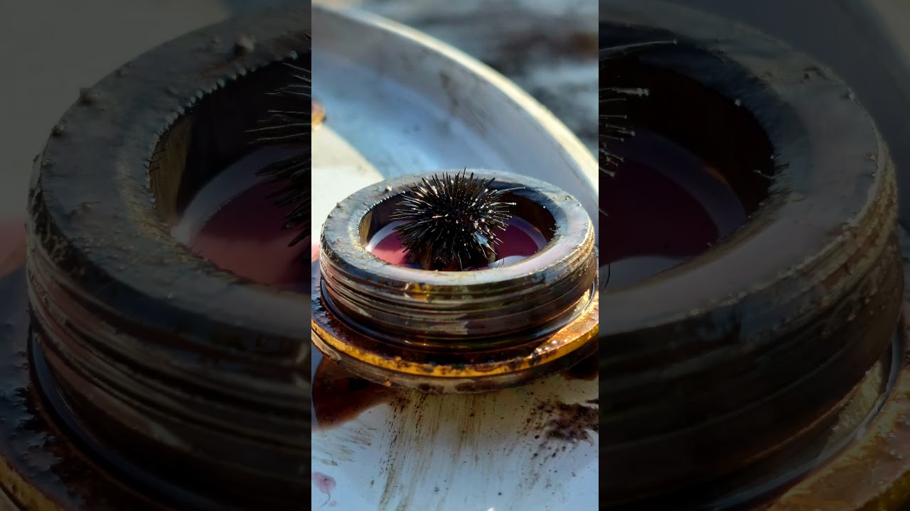 Замена масла в роторе,замена прокладок Changing the oil in the BAUER BG39 rotor, replacing gaskets